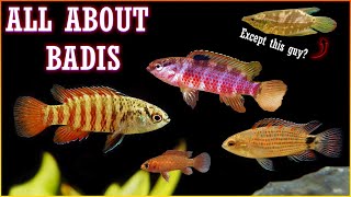 Battle of the Badis Fish! Tiny Fish with Big Attitudes