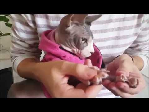 HOW TO TAKE CARE OF A SPHYNX CAT