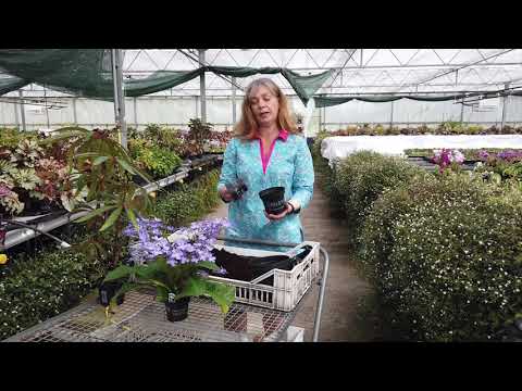 Potting up a Streptocarpus - Lynne Dibley