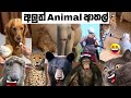 Animal Athal Katha Sattu Athal Animal Athal Memes Sinhala Meme Athal
