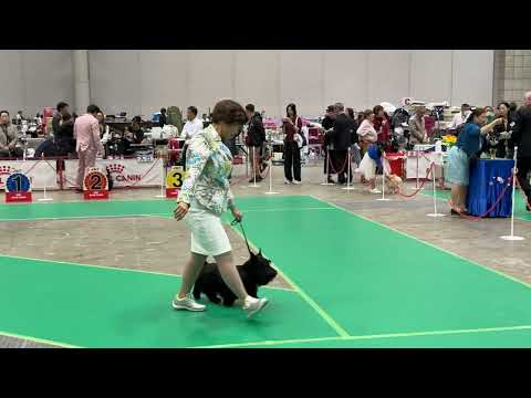 20250328 ROYAL CANIN CUP 2025 scottishterrier Pt.1