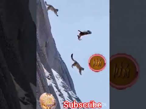 Quran Pak Ki Tilawat #quran #animals #islam #islamic #allah #animal #love #shortsvideo #short #viral