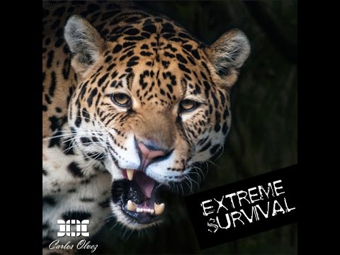 Carlos Olvez ft. Know Kontrol - Extreme Survival (Original Mix)