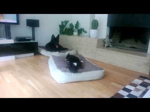 Akeelah und Baghira beim spielen. very funny.