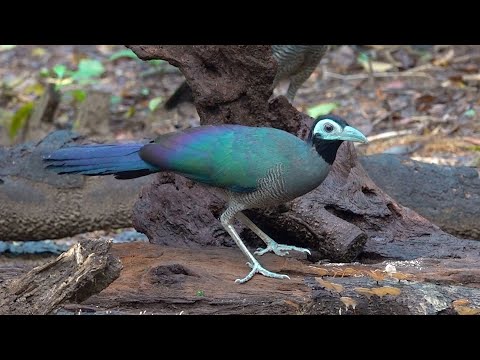 BORNEO  BIRDING SABAH   by Alana and Greg Dare