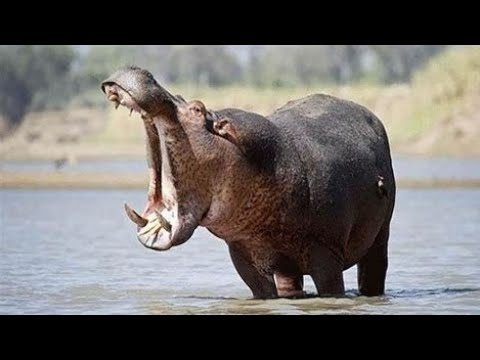 The Hippopotamus: The Gentle Giant