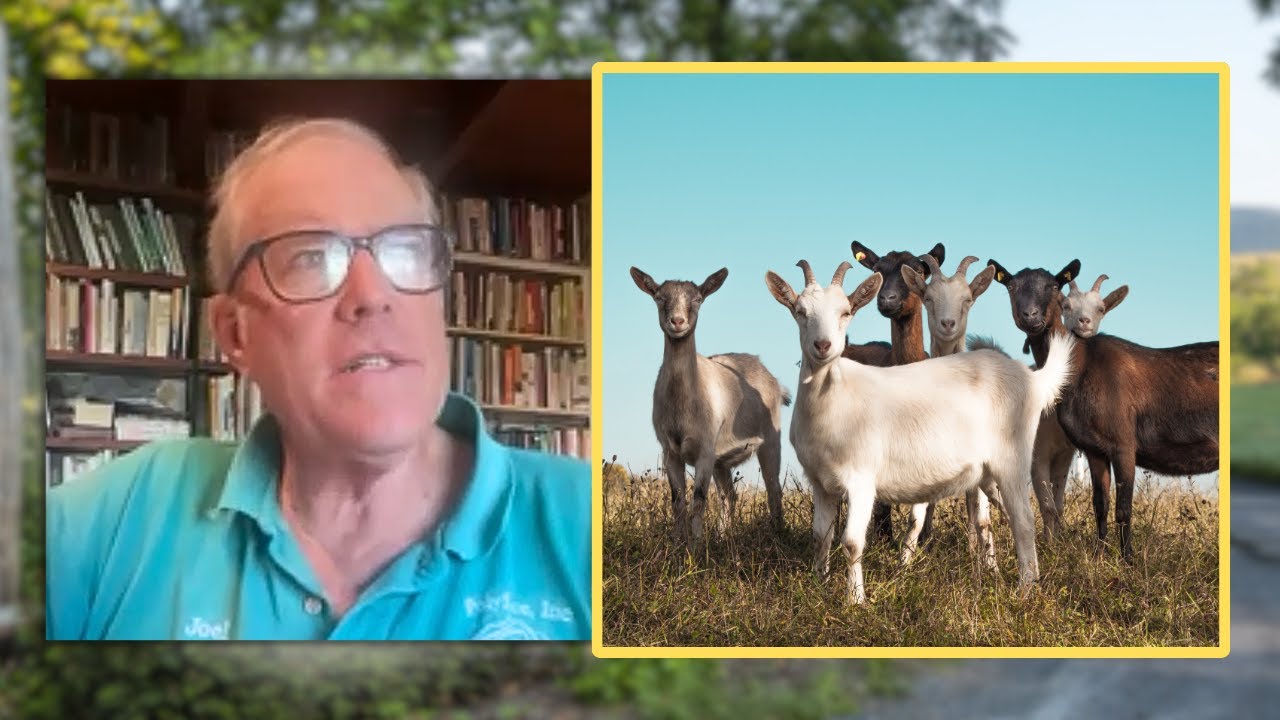 Joel Salatin on the DRAMA of Raising GOATS