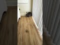 Just Harassing My Wife’s Bunny