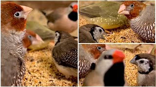 Star Finch, Red Headed Finch, Owl Finch and Longtailed Finch in Bird Aviary