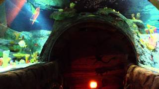 preview picture of video 'SeaLife Aquarium Kansas City May 2012'