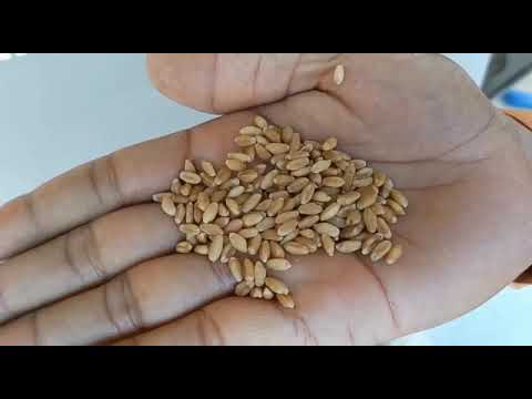 Grain Grading Machine