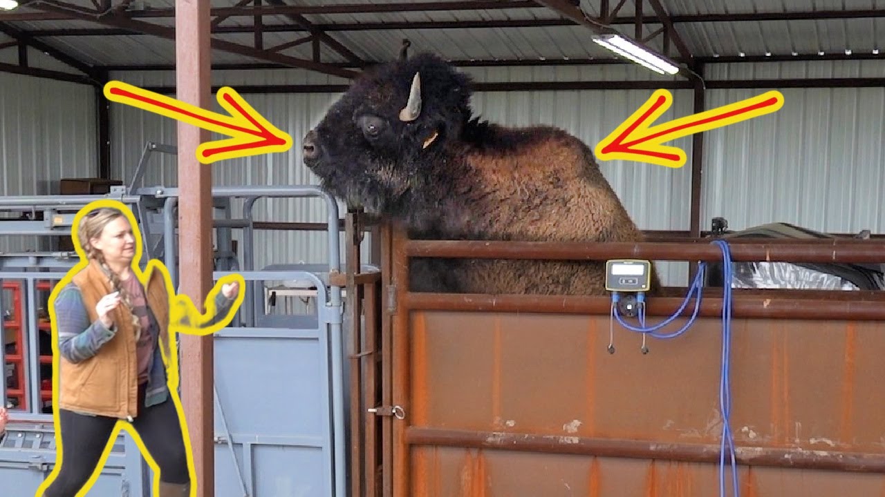 Working Bison and THIS Happened!