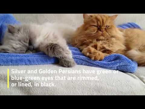 Persian Cat Colors