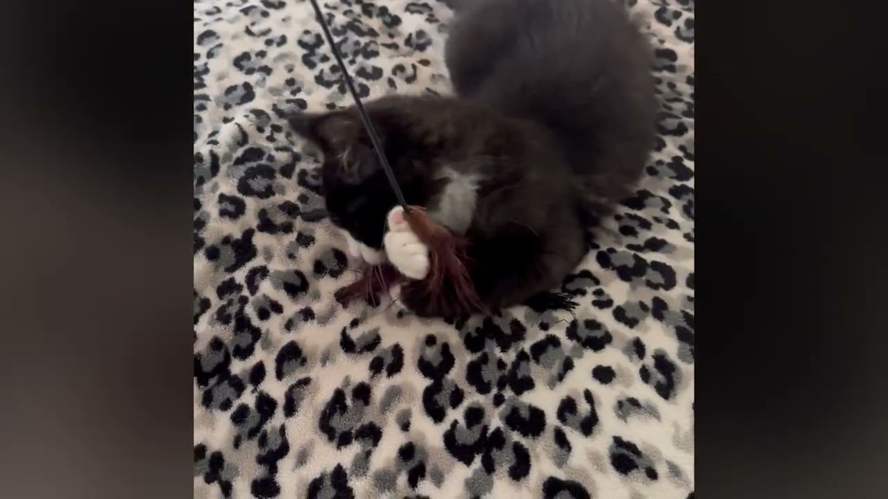 Enlarge Panda, a Adoptable Domestic Medium Hair in Santa Rosa, CA video 6/6