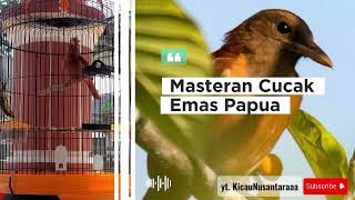 Download lagu masteran cucak emas papua mp3