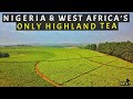 The Largest Highland TEA FARM in Africa is NOT in Kenya but NIGERIA