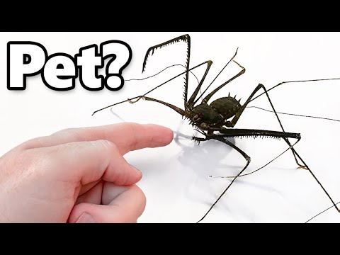 Eu Adotei um Pet Alienígena (meio que)