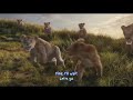 Mufasa The Lion King I Always Wanted A Brother Lyrics