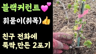 텃밭, 블랙커런트