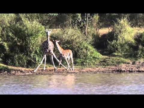 Giraffes Drinking