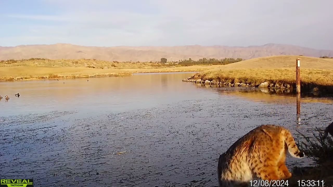 S2E37: Bobcats At The Lakes