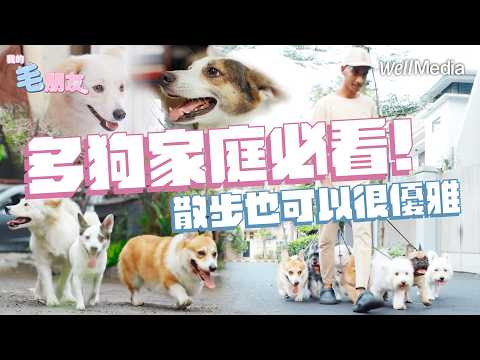 多狗家庭必看!散步也可以很優雅?狗狗黏人正常嗎?專業訓犬師曝溝通秘訣【我的毛朋友】EP10