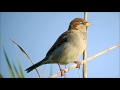House Sparrow - Huismus - ( Male ) 