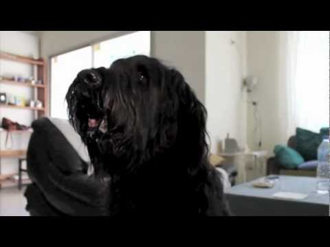 Elliot the Briard learns "stick your tongue out"