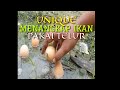 UNIK MENANGKAP IKAN MENGGUNAKAN MEDIA TELUR CATCHING FISH