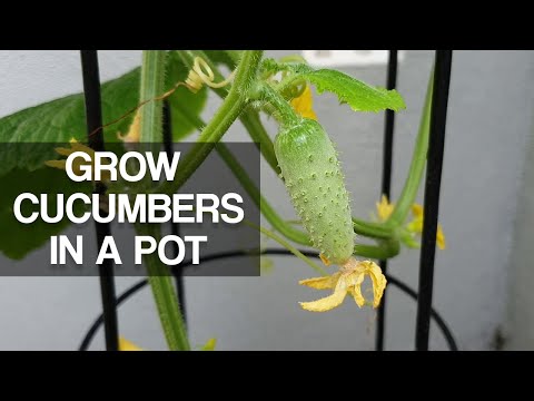 HOW TO GROW CUCUMBERS IN A POT | Grow Tips & Care
