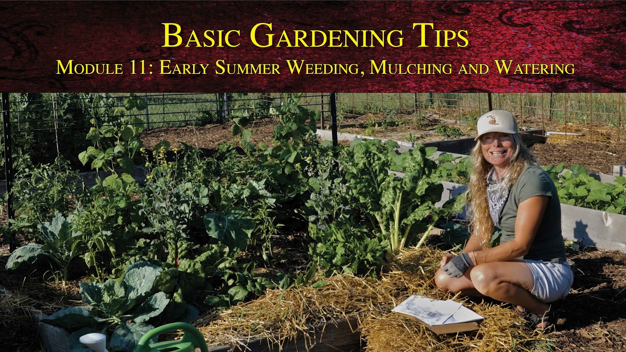 Basic Gardening Tips - Module 11: Early Summer Weeding, Mulching and Watering