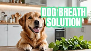 How to Keep Your Dog's Breath Fresh and Clean - Vet Approved!
