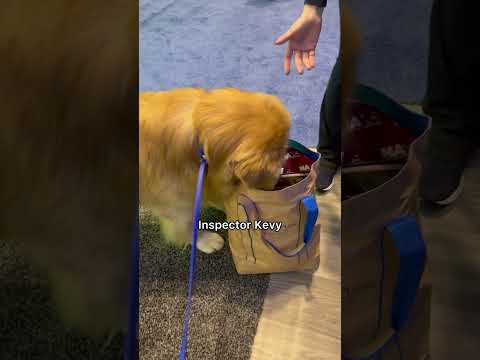 My dog searches for snacks #goldenretriever