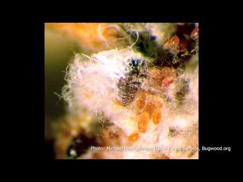 Invasive Species: Hemlock Woolly Adelgid -- David Orwig