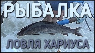 Ссылка