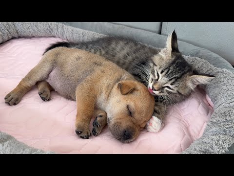 YouTube 썸네일