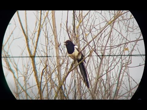 Crow hunting - Airgun - Diana 460 Magnum
