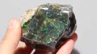 Ethiopian Welo Natural Rough Black Opal Specimen Bright Fire Colors  #1332