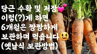 당근 수확 및 저장 