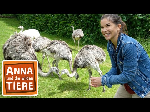 Die goldenen Eier des Nandu | Reportage für Kinder | Anna und die wilden Tiere