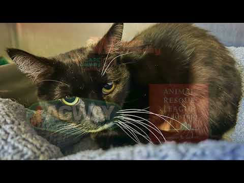 Mary Frances is a 10 year old shorthair cat looking for her new Cape Cod home