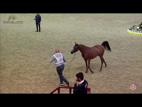 N 141 JAMILAH AL RASHEED   22nd Qatar National 2019   Yearling Fillies Class 3C
