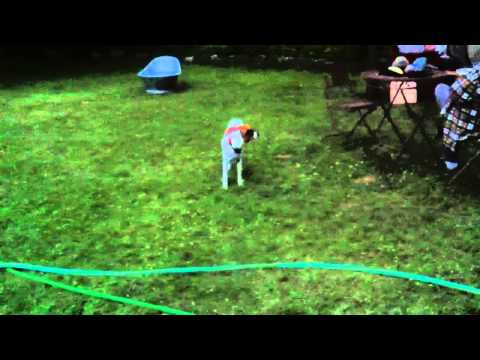 Franzi auf Juni-Käfer Jagd 😃