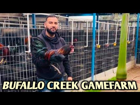 Black McRae Racey Mugs Brownred - BUFALLO CREEK FARM