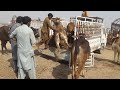 Dangerous Cow Loading Video Hybrid Meeting Bull And Buffalo Meeting