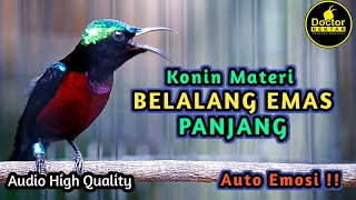 Download lagu MASTEAN KONIN GACOR FULL ISIAN TEMBAKAN BELALANG EMAS PANJANG COCOK UNTUK PANCINGAN KOLIBRI BAHAN mp3