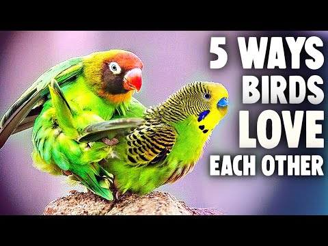 YouTube video about: What do you call two birds in love?