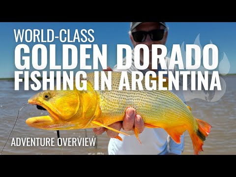 World-Class Golden Dorado Fishing in Argentina | Golden Dorado River Cruiser (Adventure Overview)