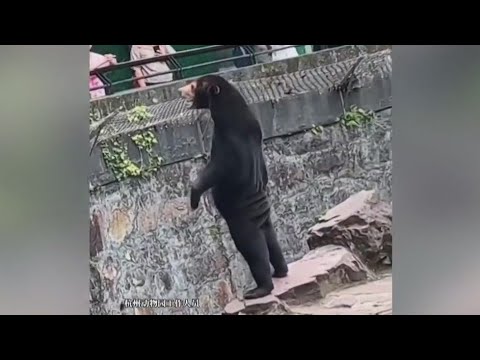 Chinese zoo denies their bear is a guy in a bear suit