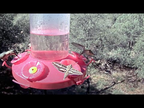 White-lined Sphinx Moth Does Hummingbird Impression At West Texas Feeder – Aug. 10, 2023